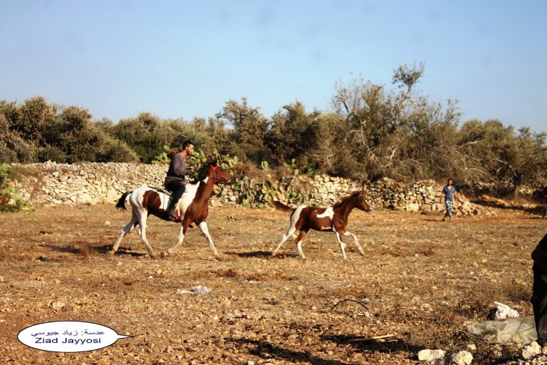 لجيوس فرح آخر "الهمسة الرابعة" / بقلم: زياد جيوسي 19 2 لجيوس فرح آخر لجيوس فرح آخر "الهمسة الرابعة" / بقلم: زياد جيوسي