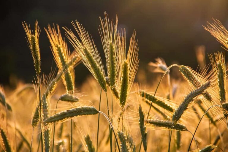 حافة... / بقلم: أحمد سلايطة 30 wheat dream interpretation حافة... / بقلم: أحمد سلايطة